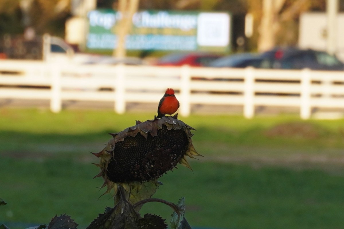 Vermilion Flycatcher - ML646289209