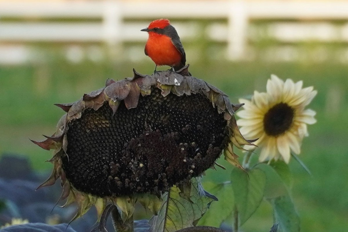 Vermilion Flycatcher - ML646289210