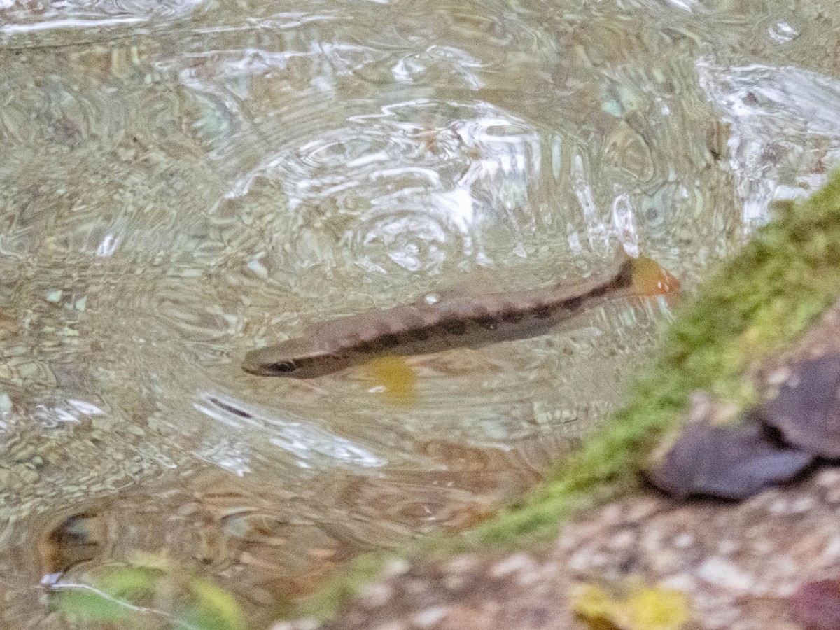 Satsukimasu Salmon - ML646289215