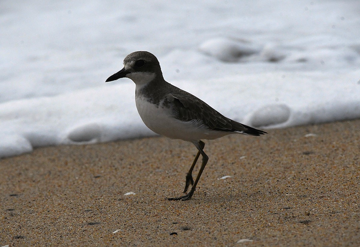 Greater Sand-Plover - ML646289216