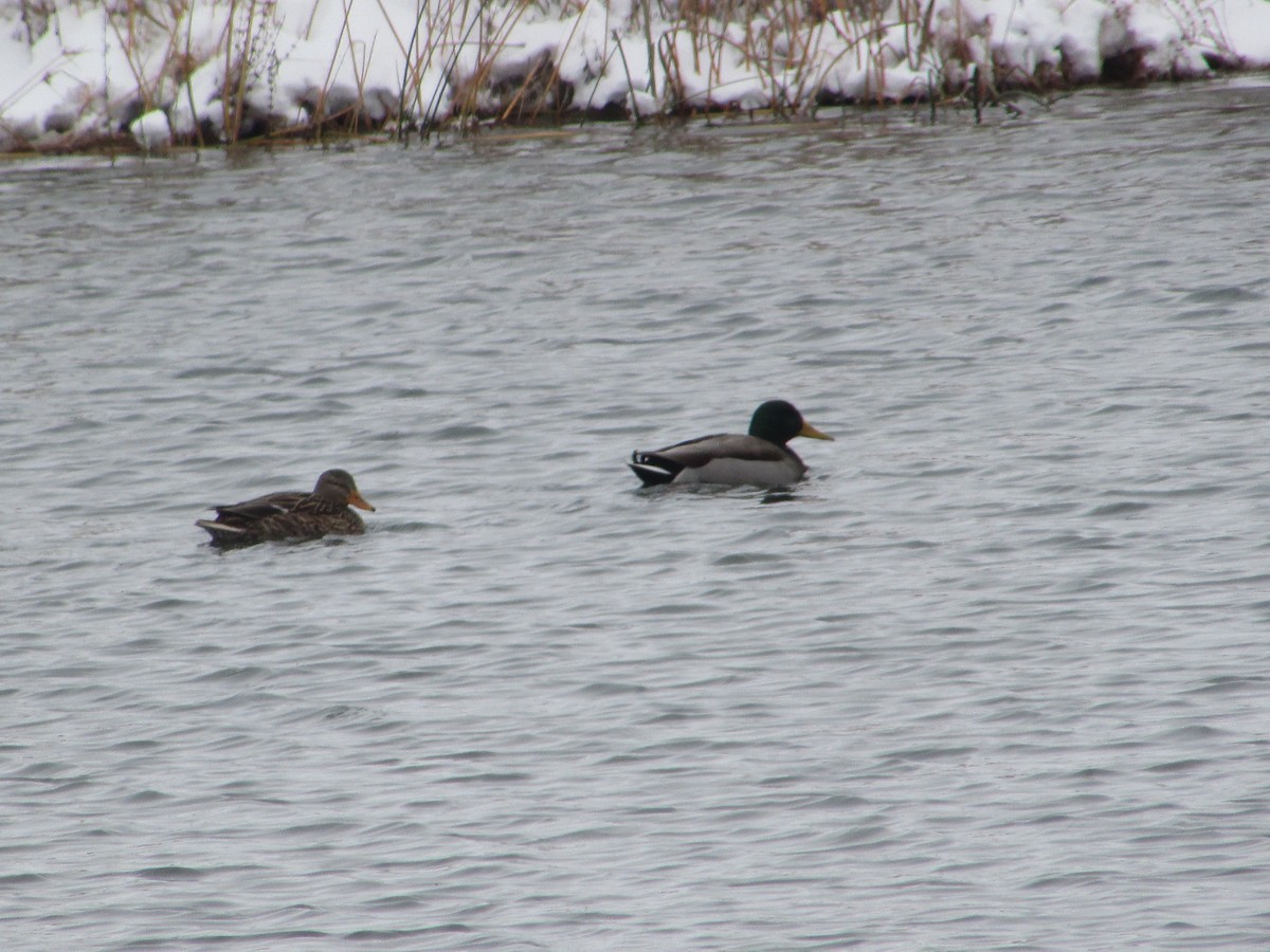 Mallard - ML646289217