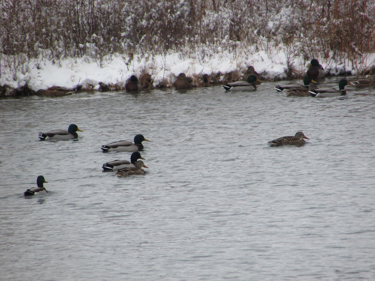 Mallard - ML646289218