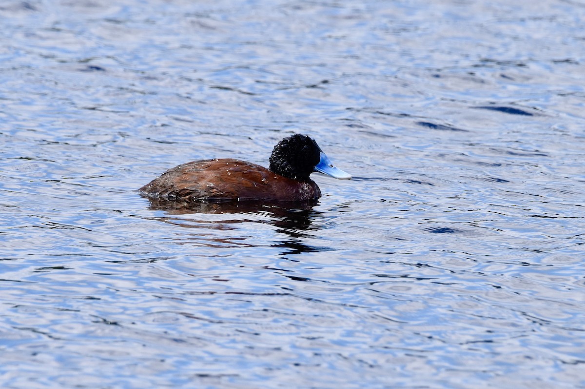 Blue-billed Duck - ML646289222