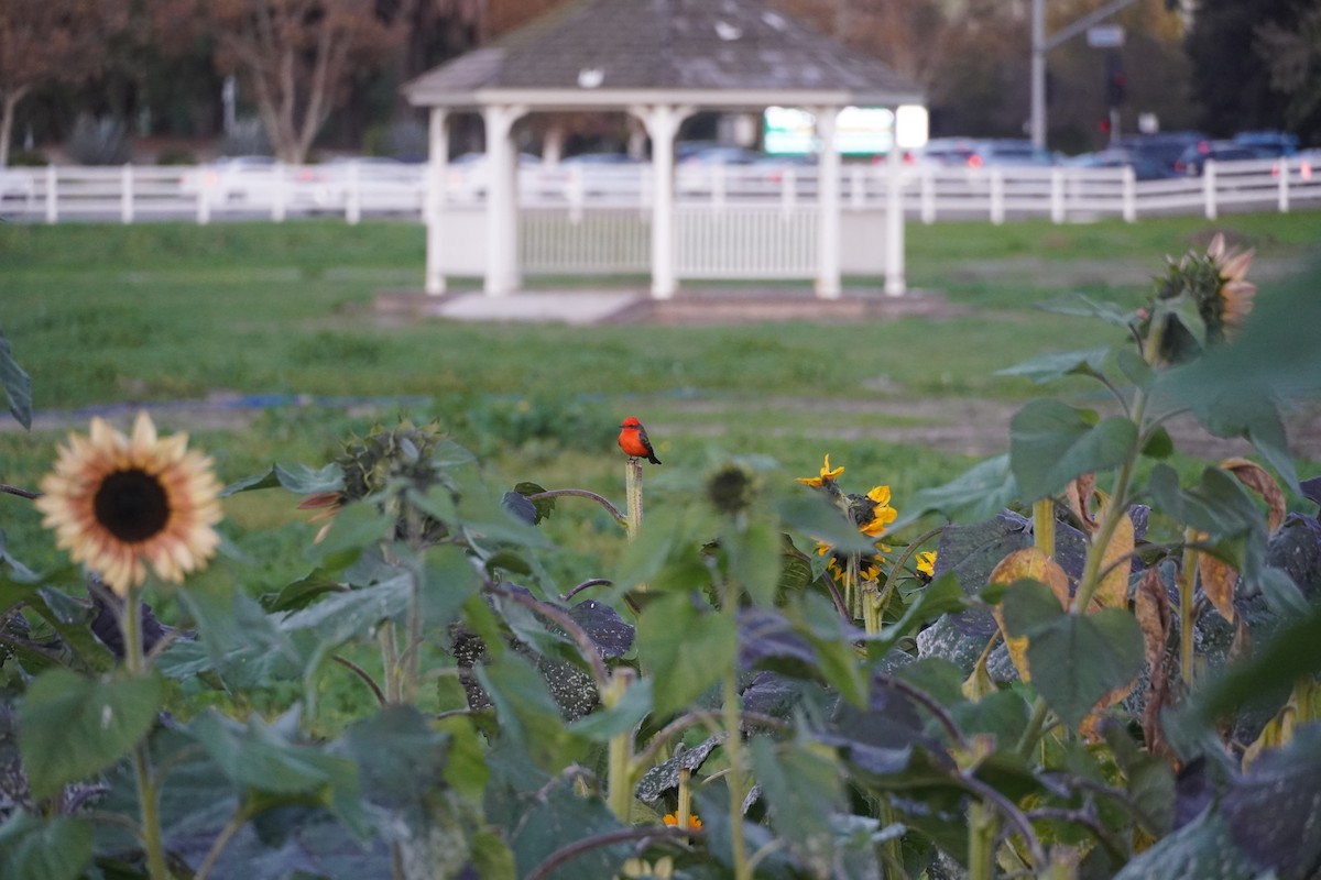 Vermilion Flycatcher - ML646289224