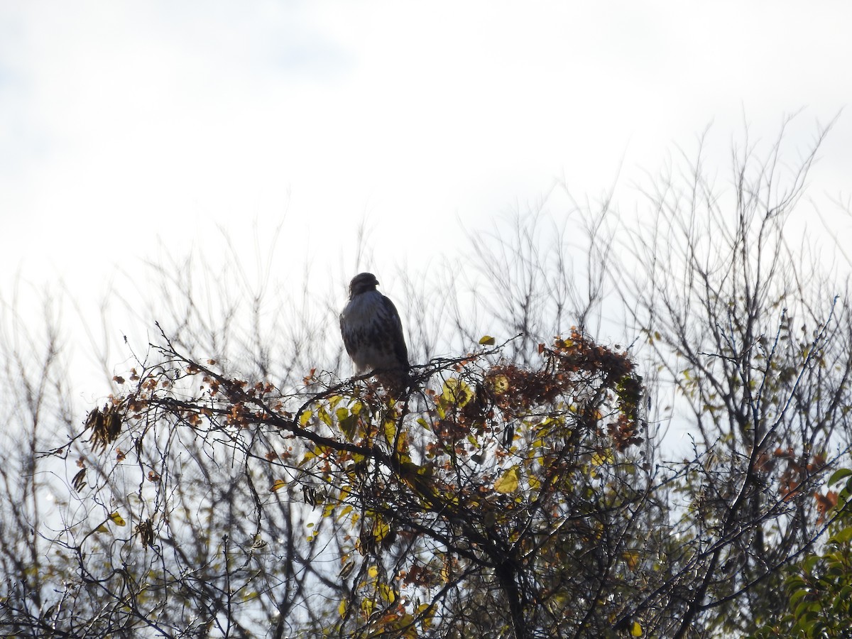Eastern Buzzard - ML646289225