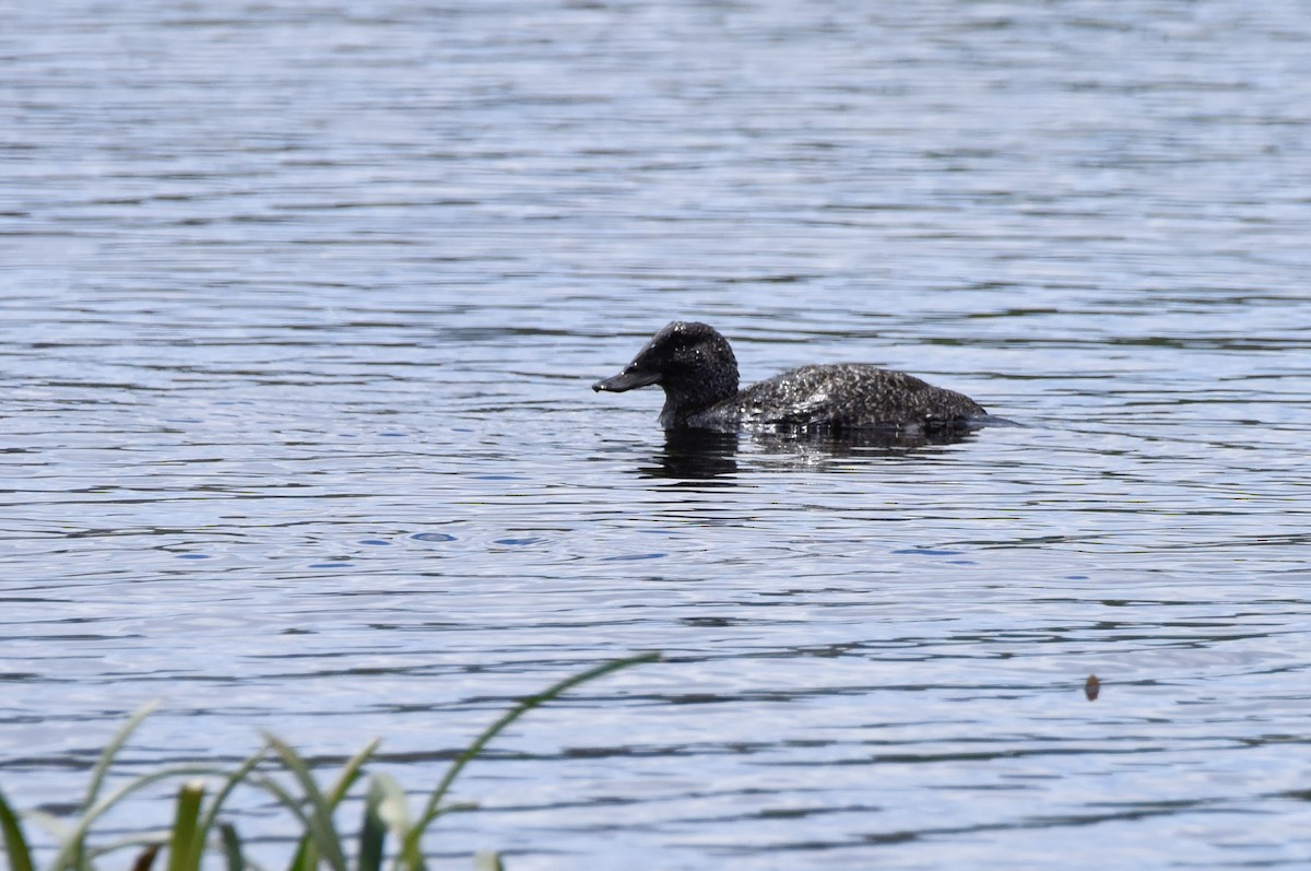 Blue-billed Duck - ML646289226