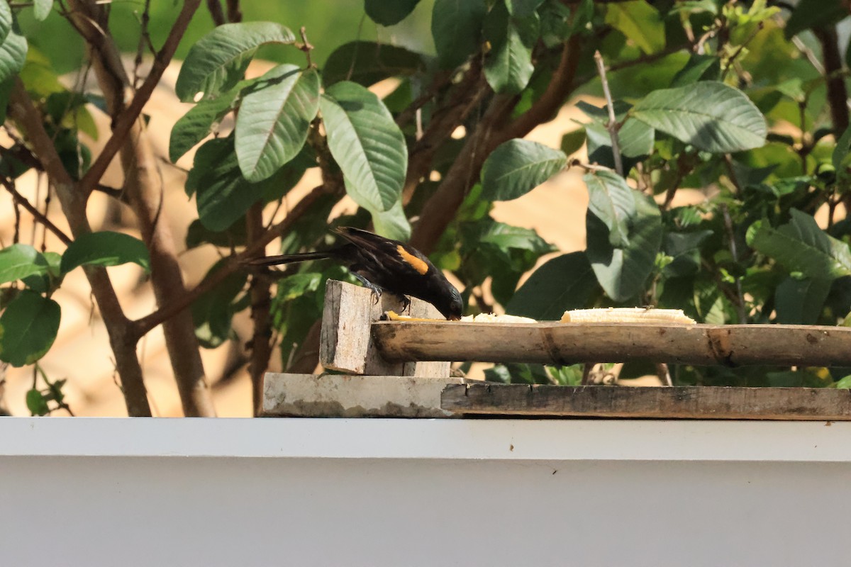 Variable Oriole - ML646289239