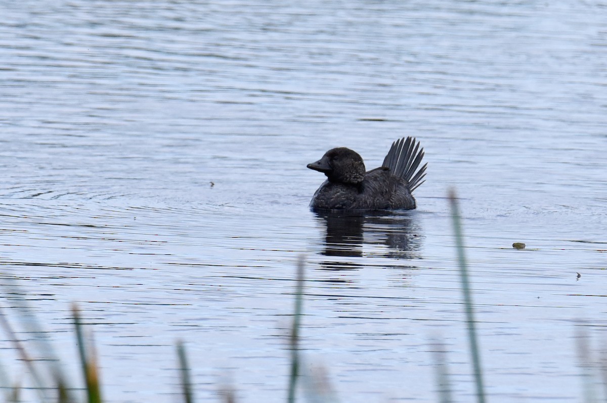 Musk Duck - ML646289240