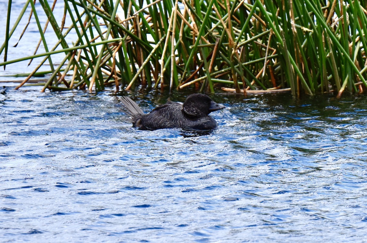 Musk Duck - ML646289241