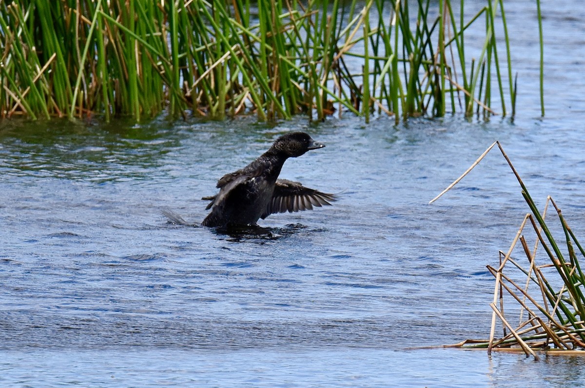 Musk Duck - ML646289242