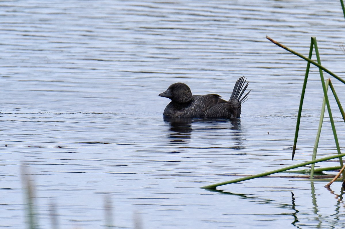 Musk Duck - ML646289243
