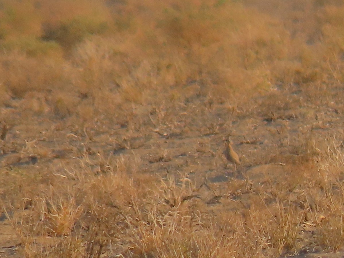 ørkenløper - ML646289247