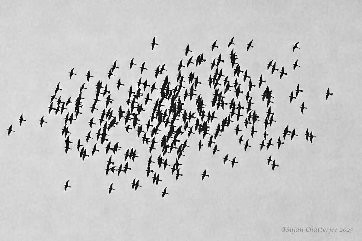 Rosy Bee-eater - ML646289250