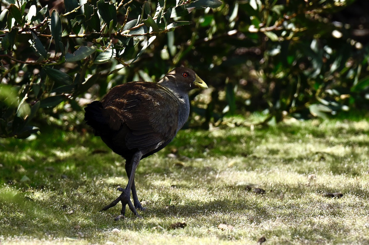 Tasmanian Nativehen - ML646289251