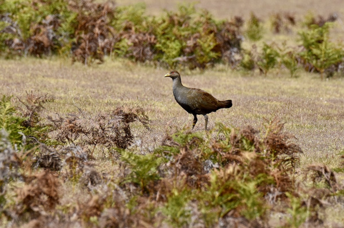 Tasmanian Nativehen - ML646289257