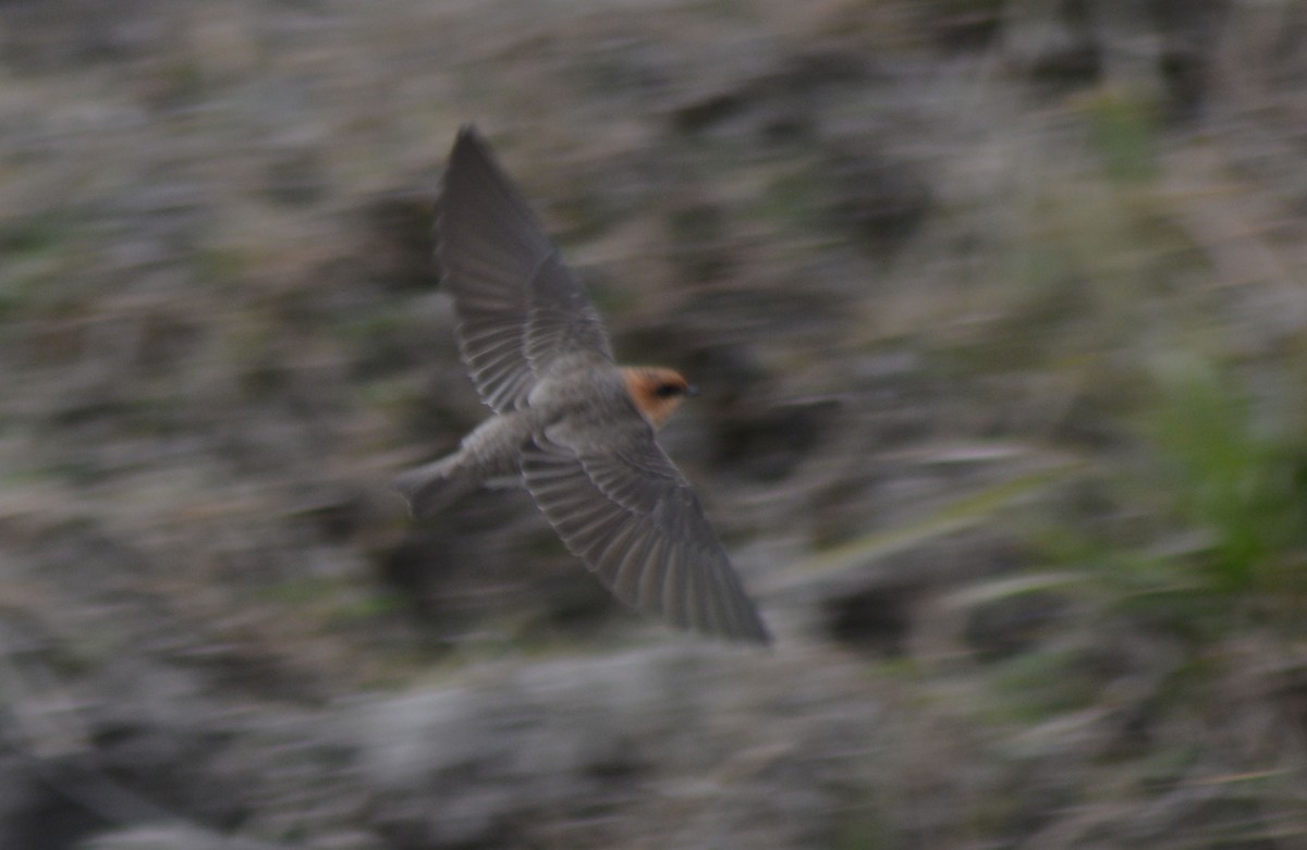 Tawny-headed Swallow - ML646289258