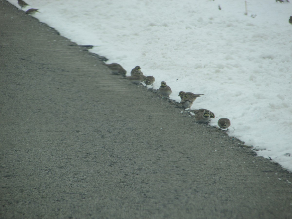 Lapland Longspur - ML646289259