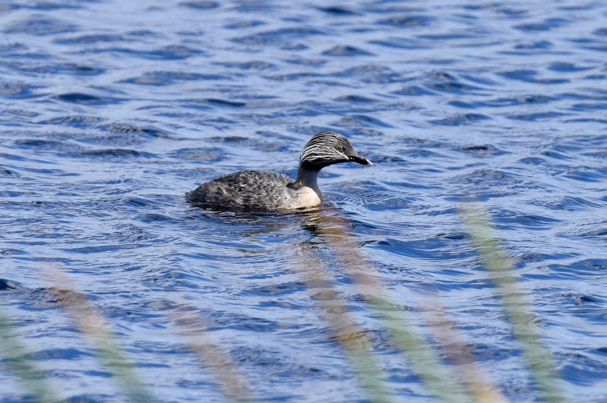 Hoary-headed Grebe - ML646289265