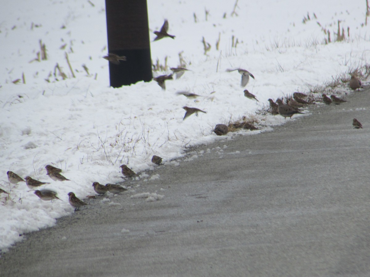 Lapland Longspur - ML646289272