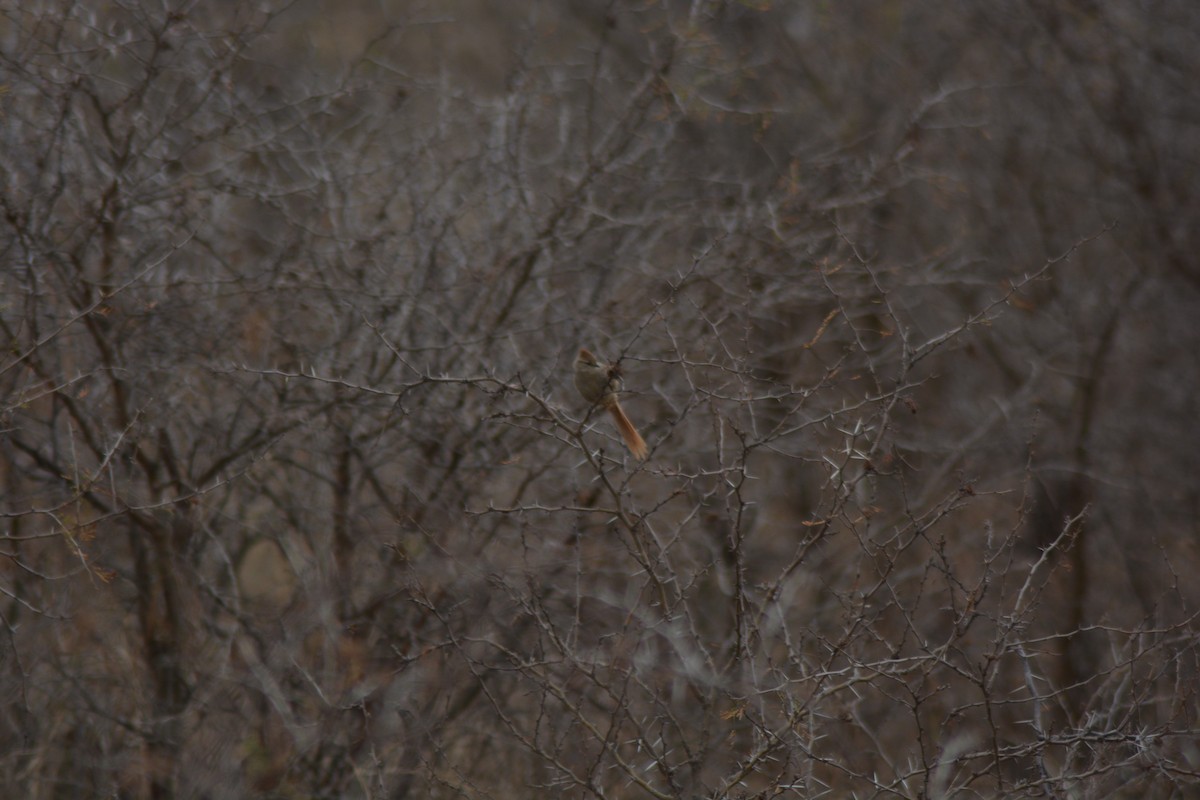 Brown-capped Tit-Spinetail - ML646289273