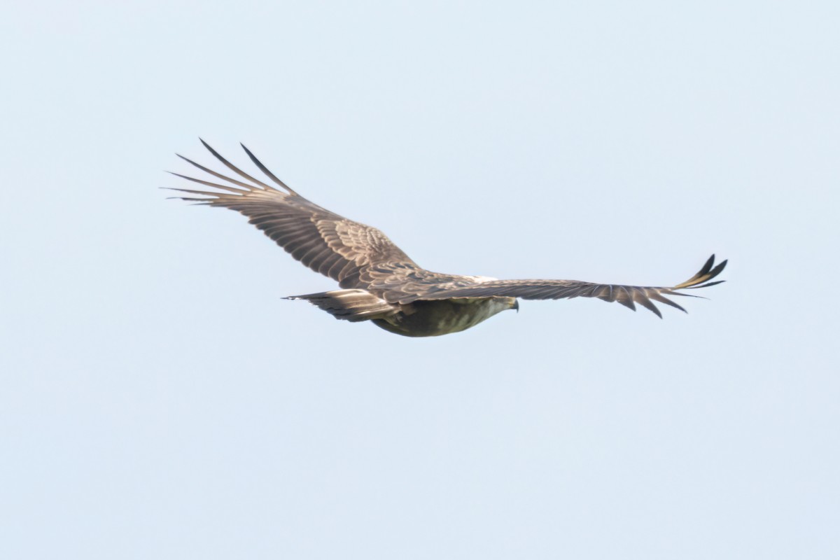 Culebrera Coliblanca - ML646289276