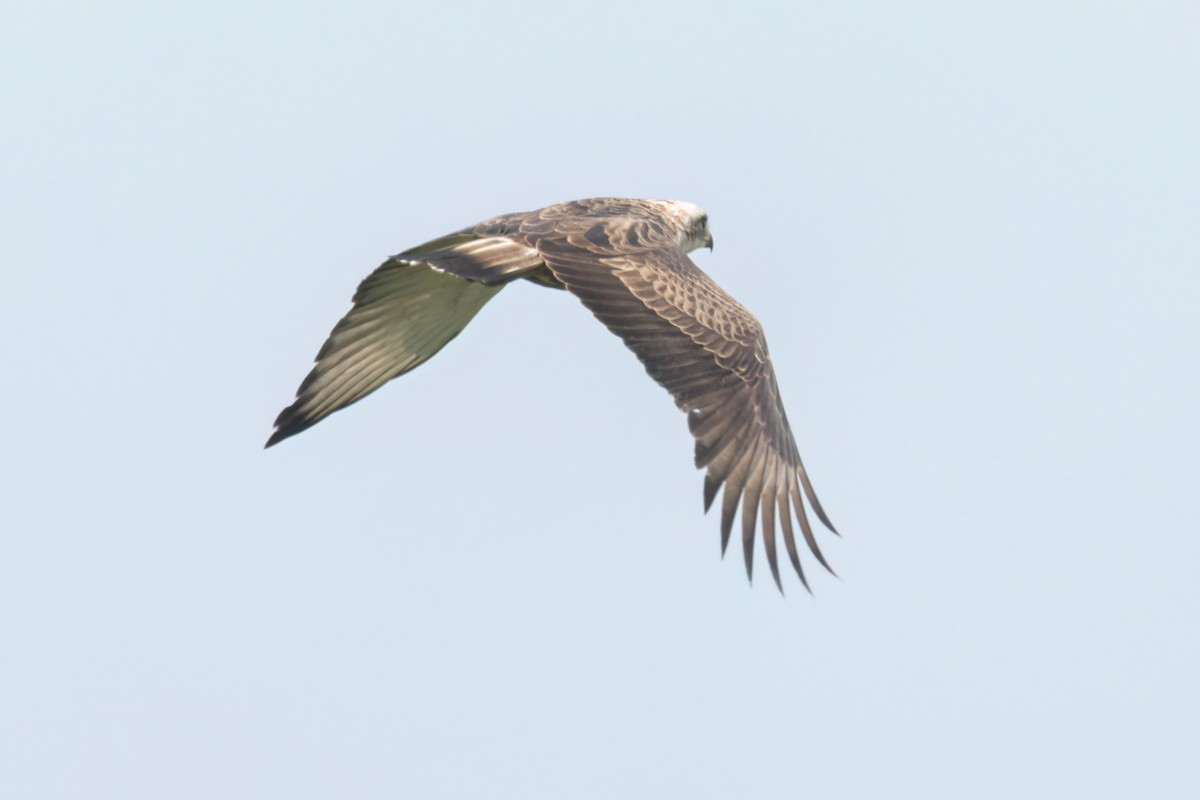 Culebrera Coliblanca - ML646289277