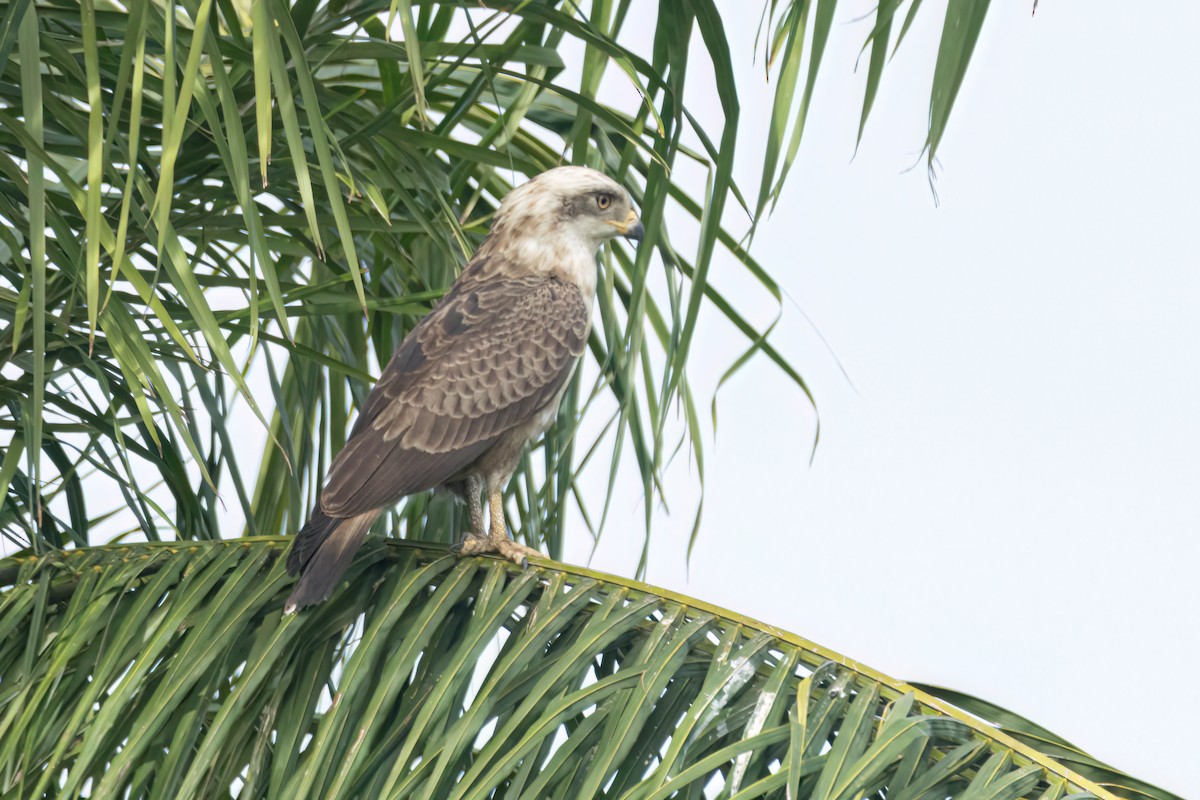 Culebrera Coliblanca - ML646289278