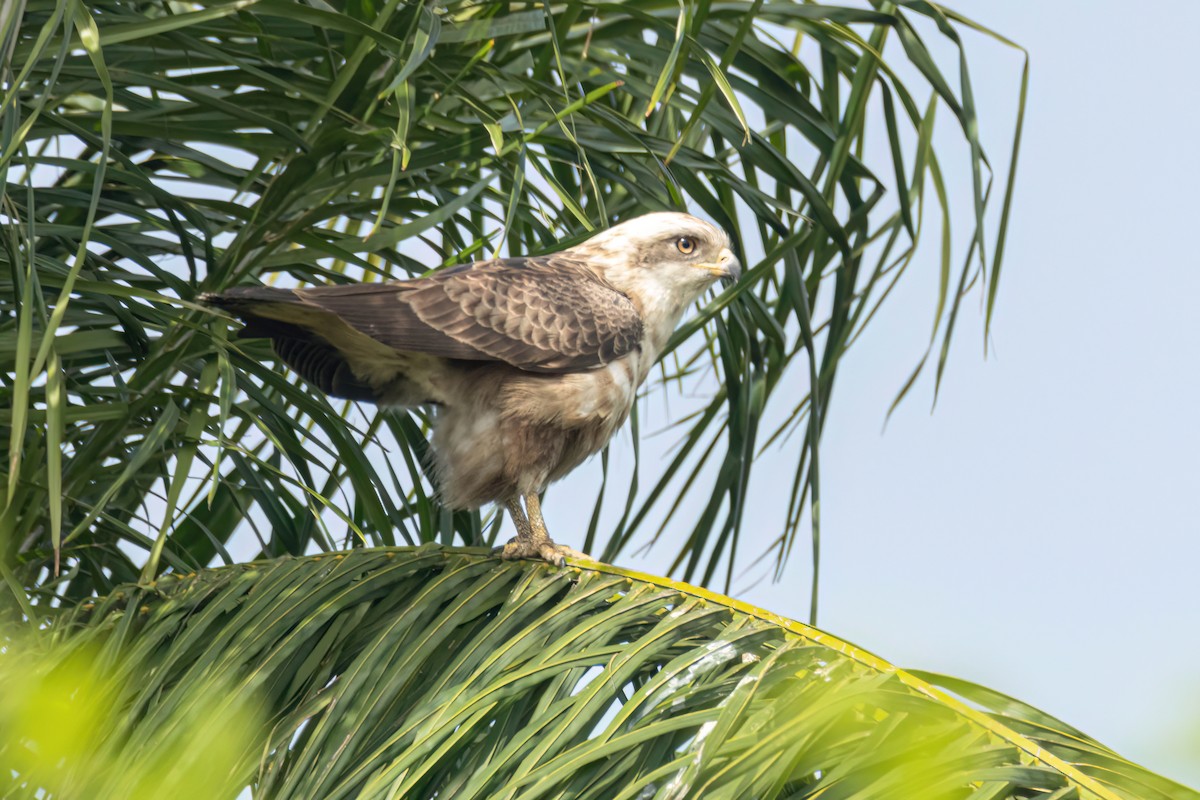 Culebrera Coliblanca - ML646289279