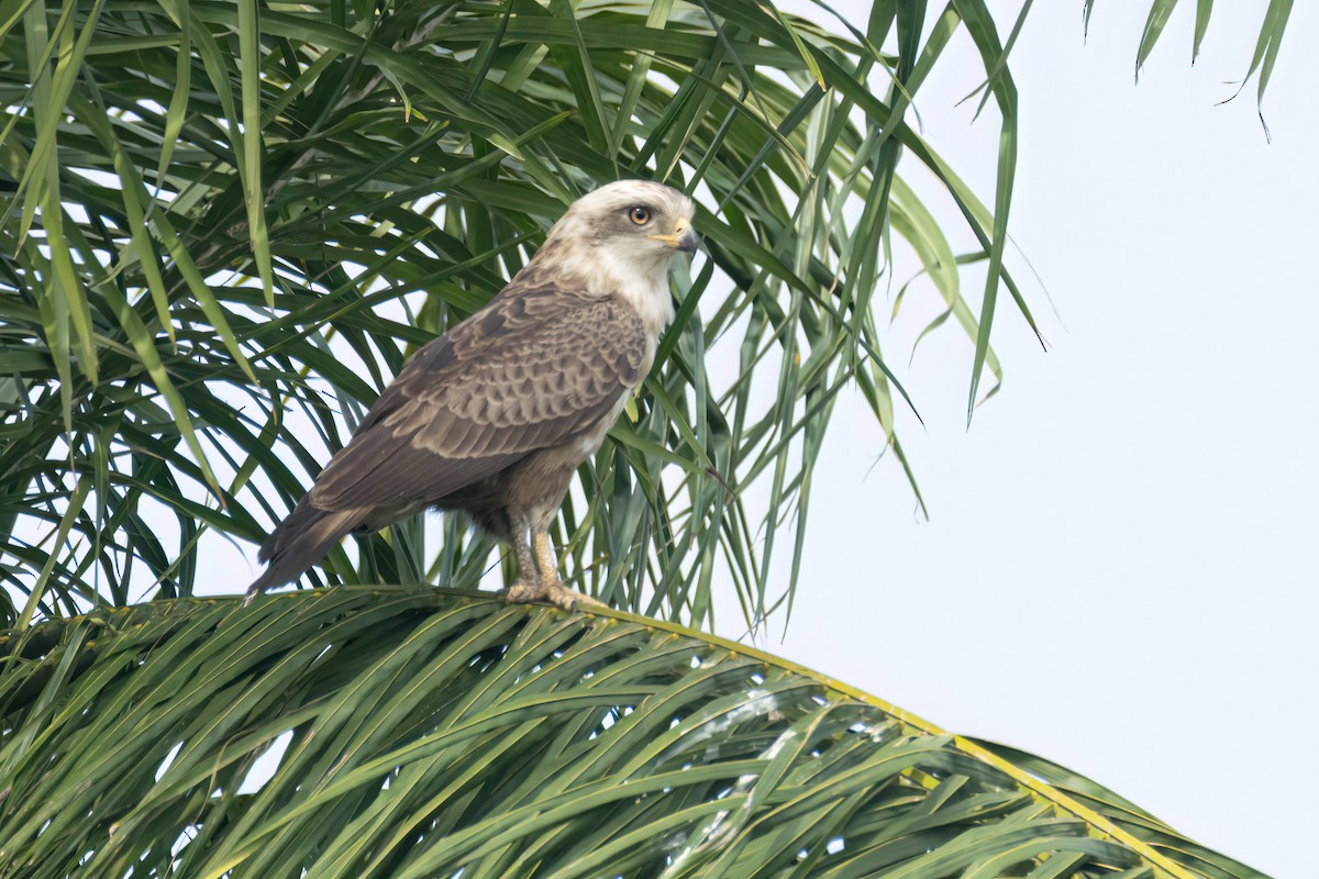 Culebrera Coliblanca - ML646289280