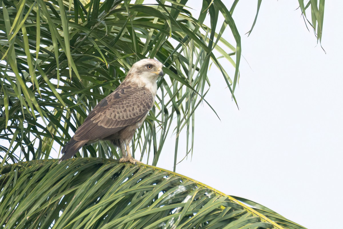 Culebrera Coliblanca - ML646289281