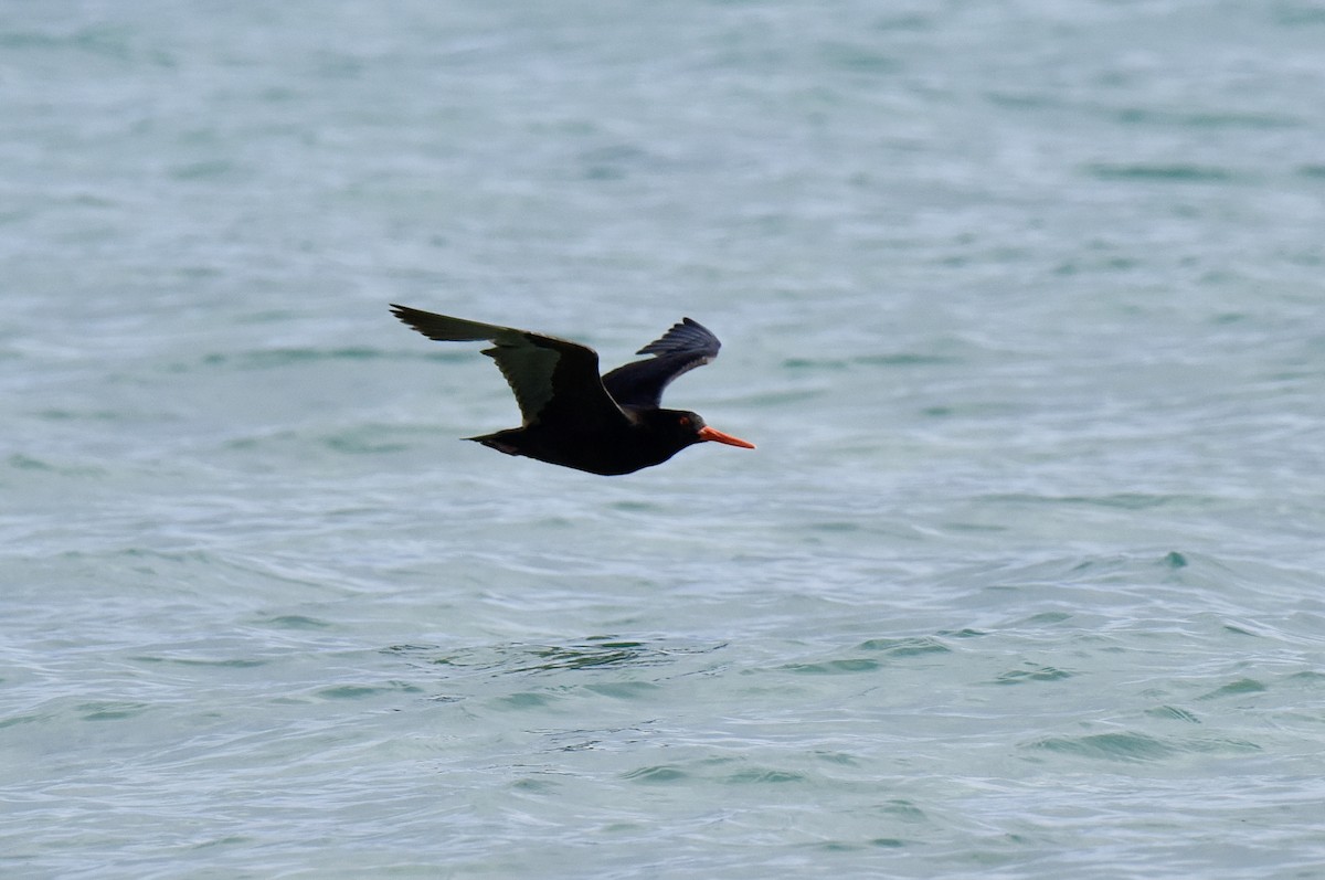 Sooty Oystercatcher - ML646289285