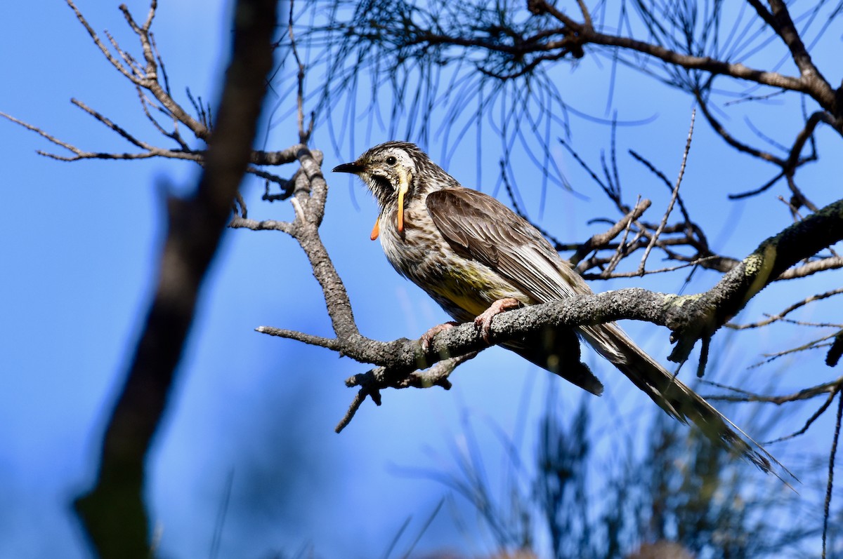 Yellow Wattlebird - ML646289288