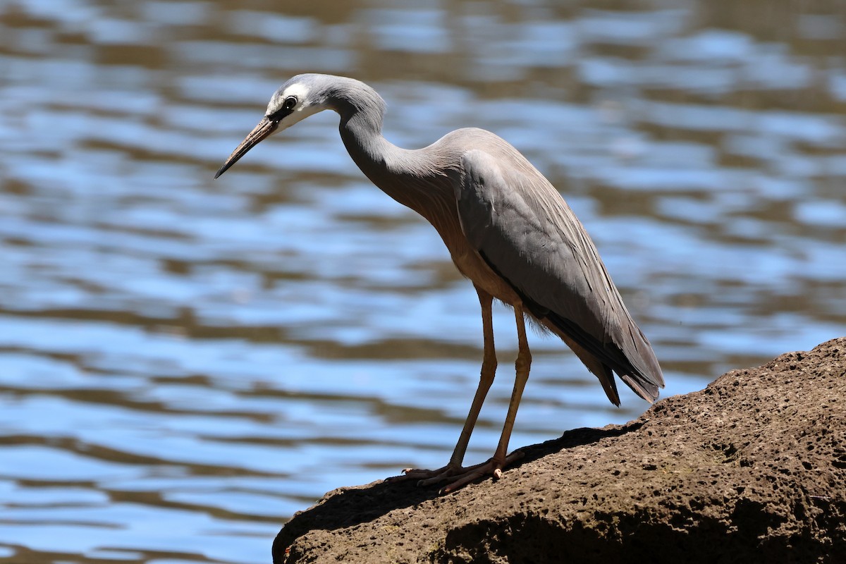 volavka bělolící - ML646289290