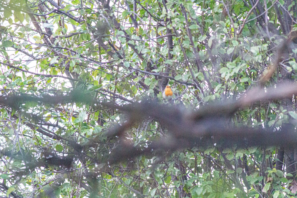 European Robin - ML646289291