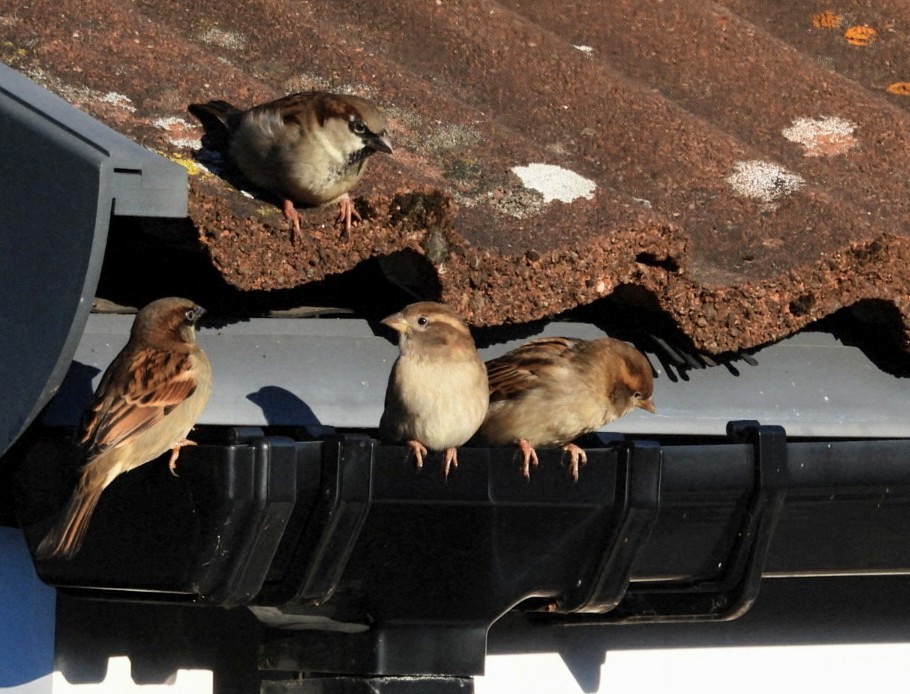 家麻雀 - ML646289292