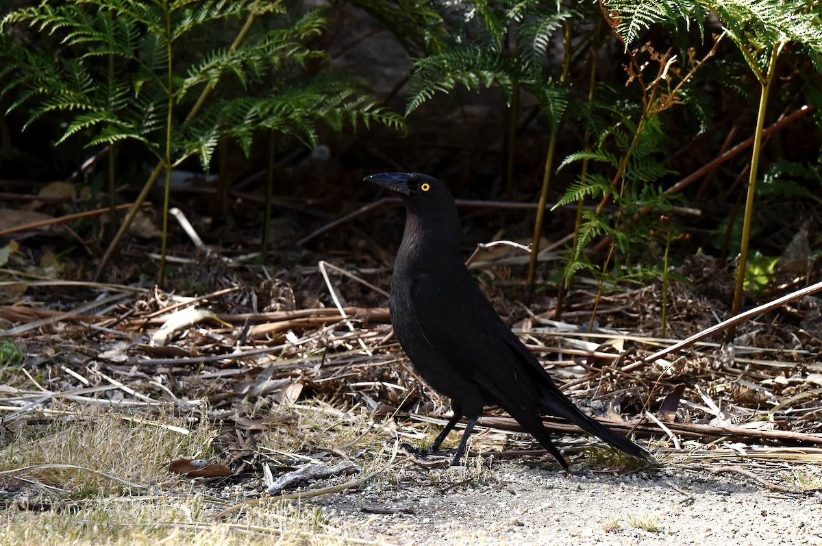 Black Currawong - ML646289293