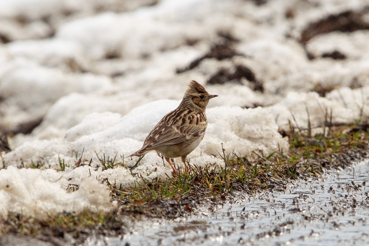 חוגת עצים - ML646289295