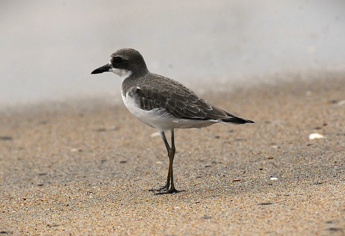 Greater Sand-Plover - ML646289296