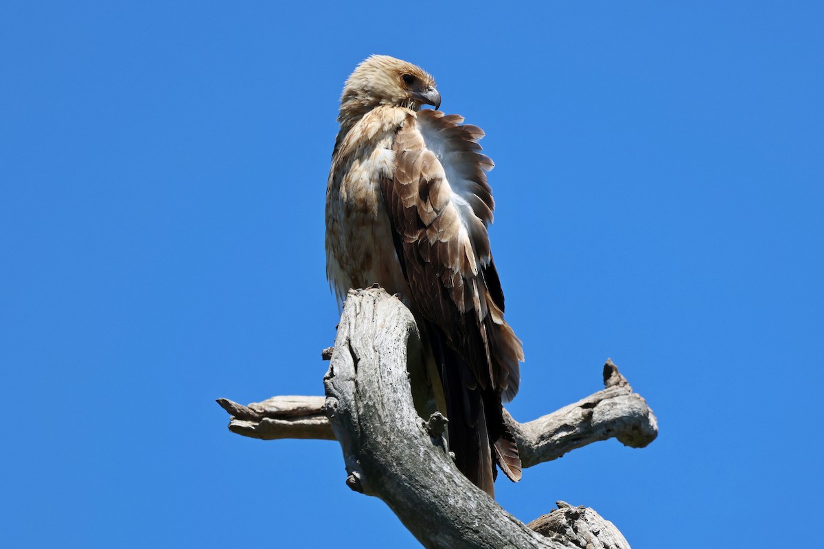 Whistling Kite - ML646289298