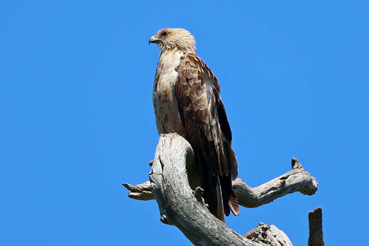 Whistling Kite - ML646289299
