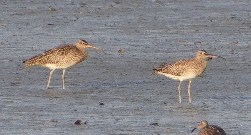 Eurasian Whimbrel - ML646289301