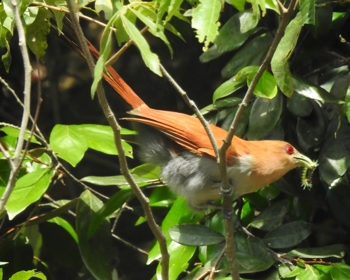 Common Squirrel-Cuckoo (Amazonian) - ML646289302