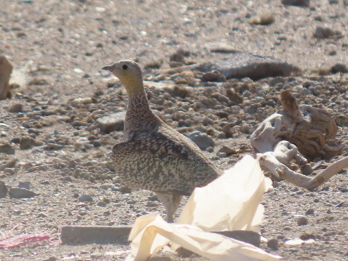 stepokur korunkatý - ML646289304