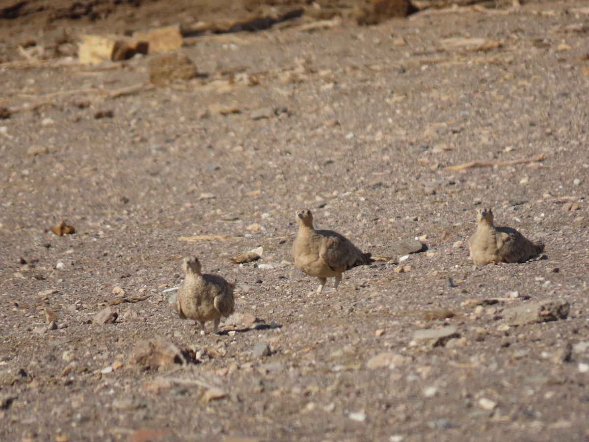 stepokur korunkatý - ML646289305