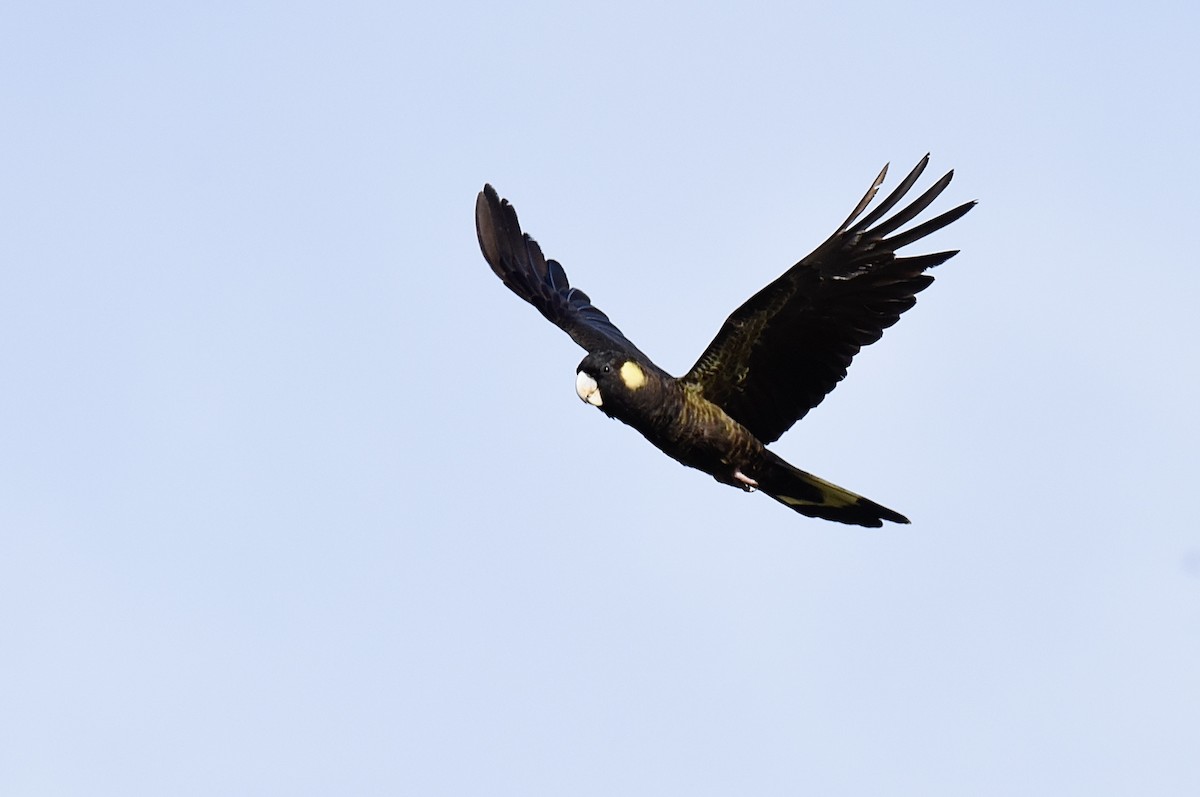 Yellow-tailed Black-Cockatoo - ML646289307