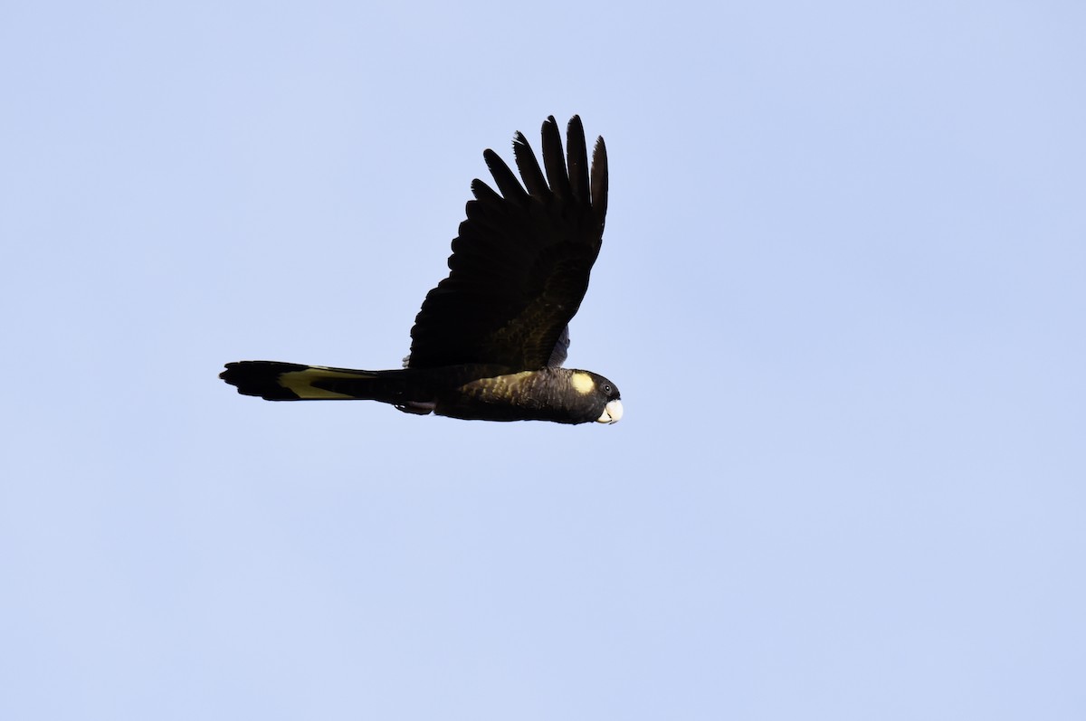 Yellow-tailed Black-Cockatoo - ML646289308