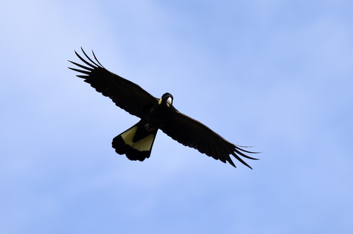 Yellow-tailed Black-Cockatoo - ML646289309
