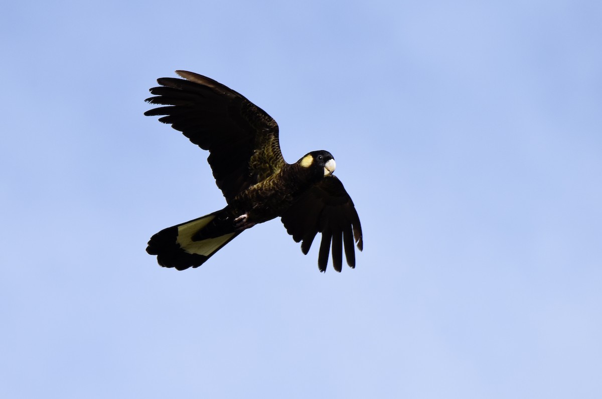 Yellow-tailed Black-Cockatoo - ML646289310