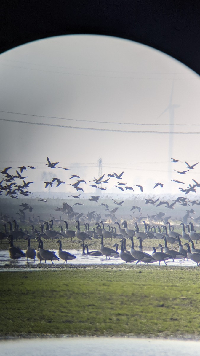 Canada Goose - ML646289311