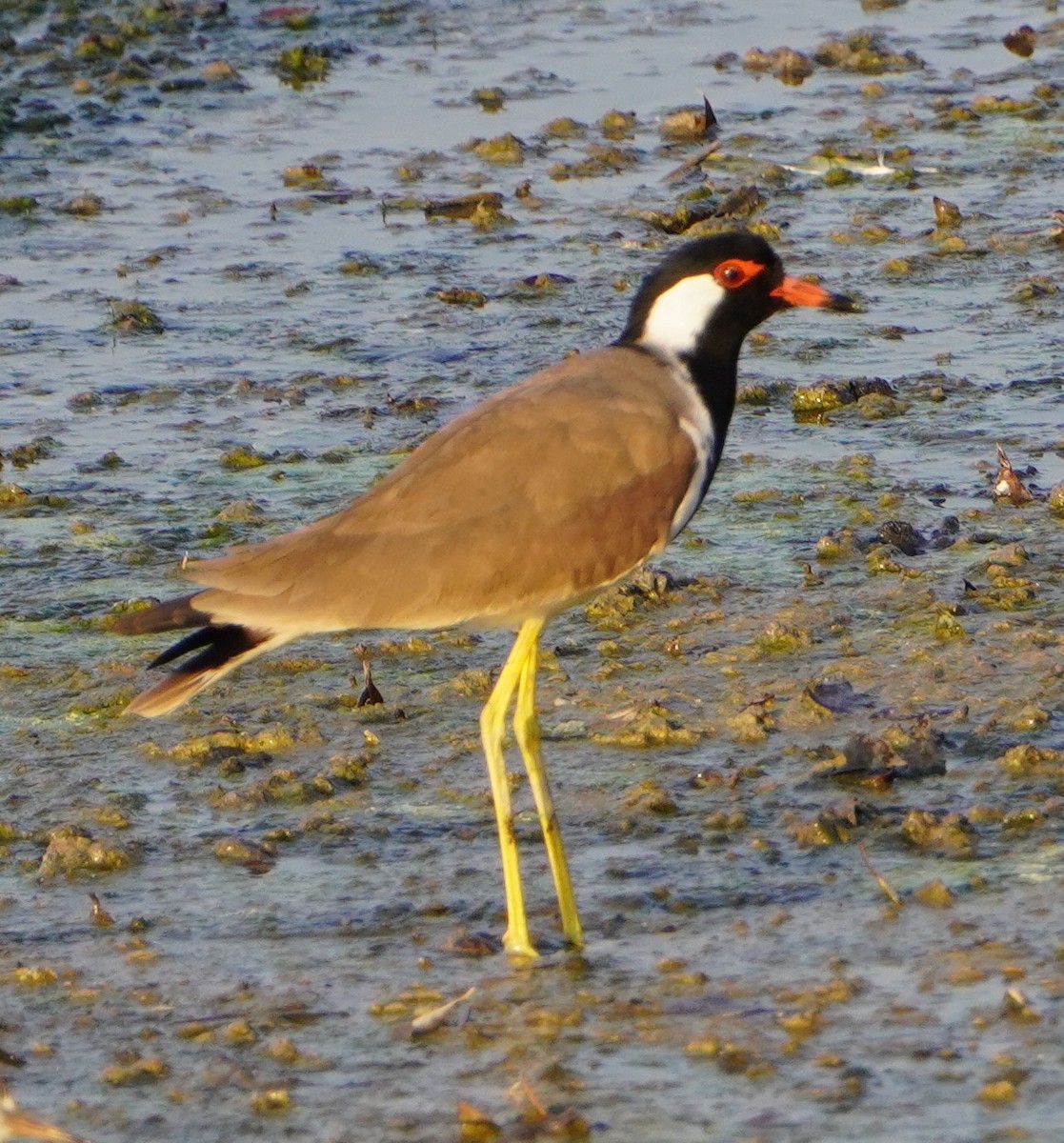 Red-wattled Lapwing - ML646289312